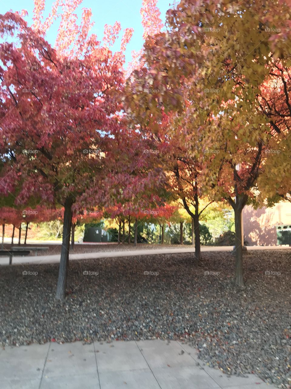 Beautiful autumnal view of a college campus through a sea of colorful leafy trees