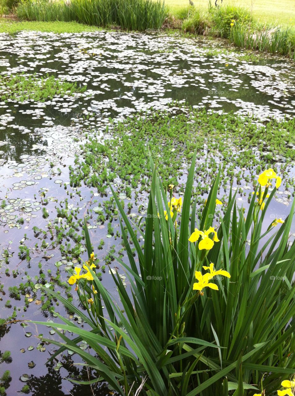 Flowers in Bloom. Daffodils in bloom