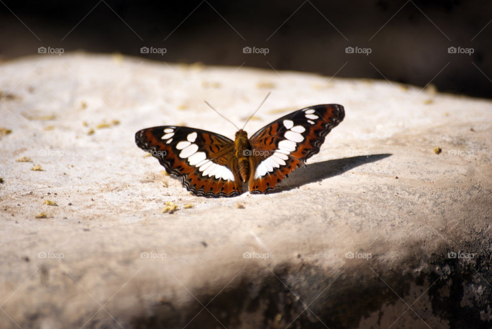 An attractive butterfly with tribal art print design.