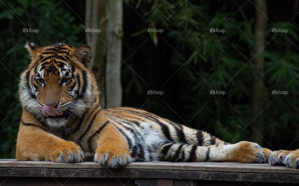 Bengal Tiger