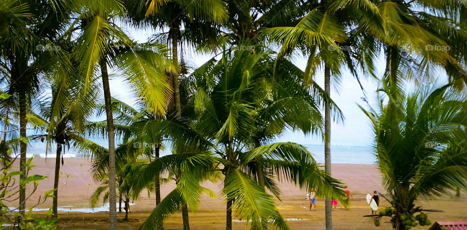 Beach, Palm, Tropical, Sand, Coconut