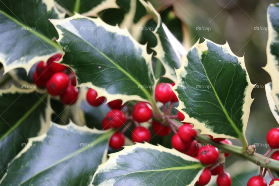 Red bobs  and green leaves