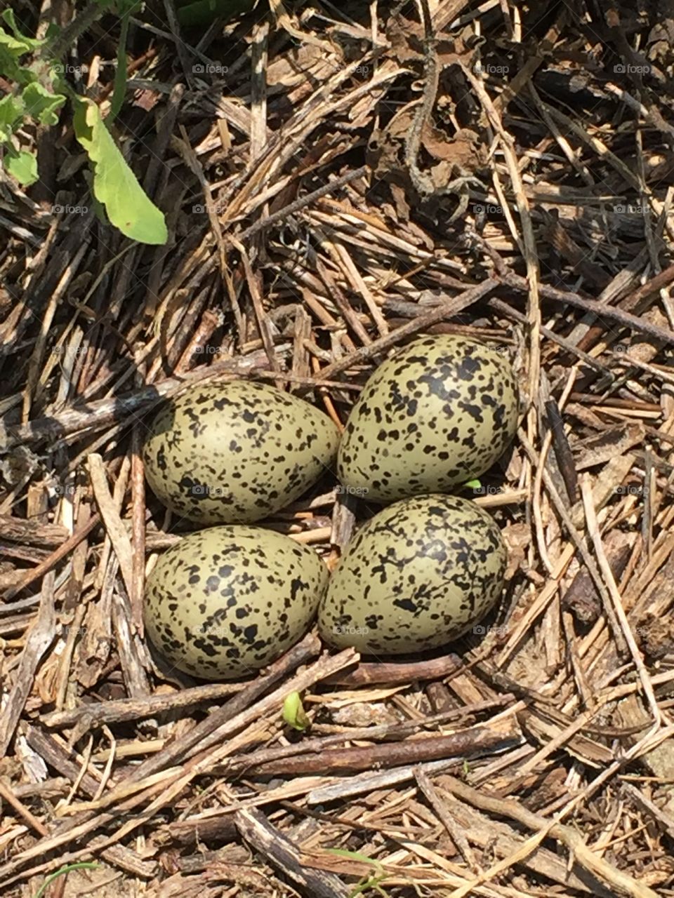 Black necked stilt nest with eggs
