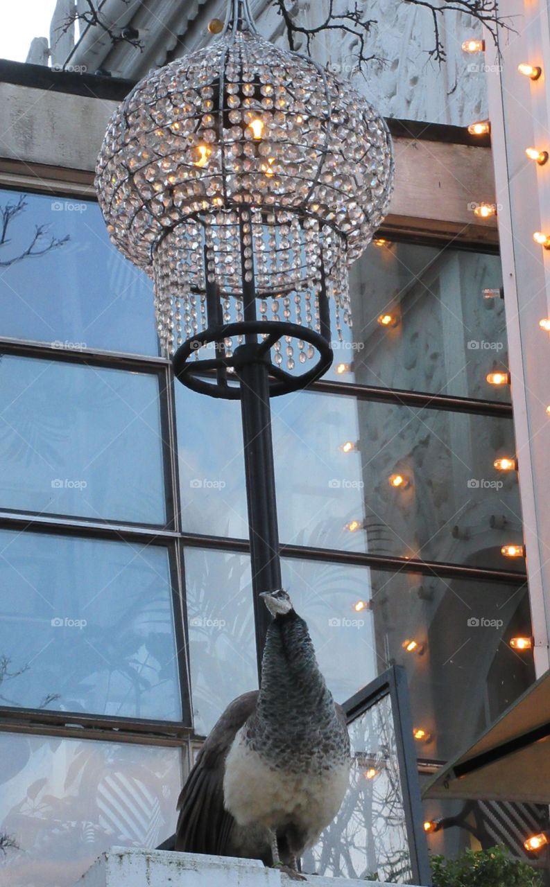 Peahen stood posing in front of the chandelier lamp