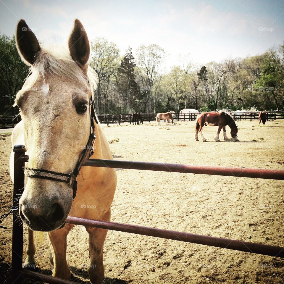 Stable . Horses