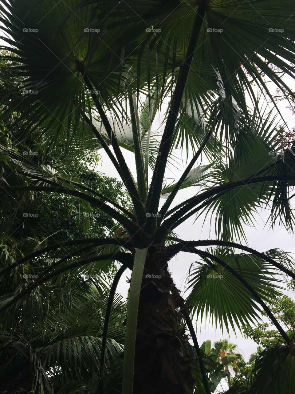 Underneath the palmtrees 