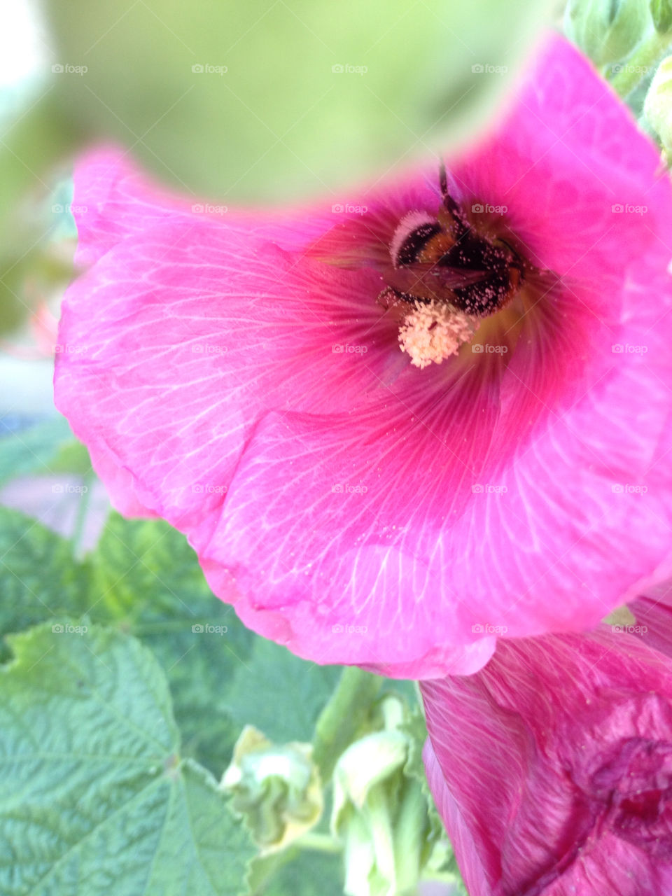 Close-up of bumblebee pollinating purple flower