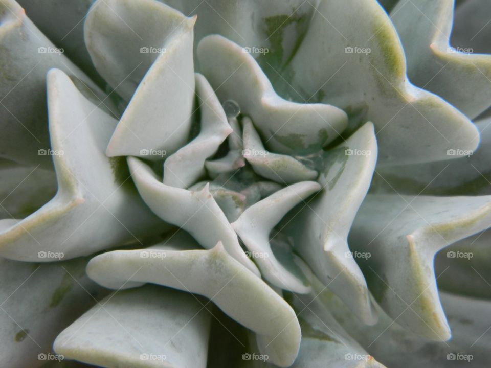 Succulent 