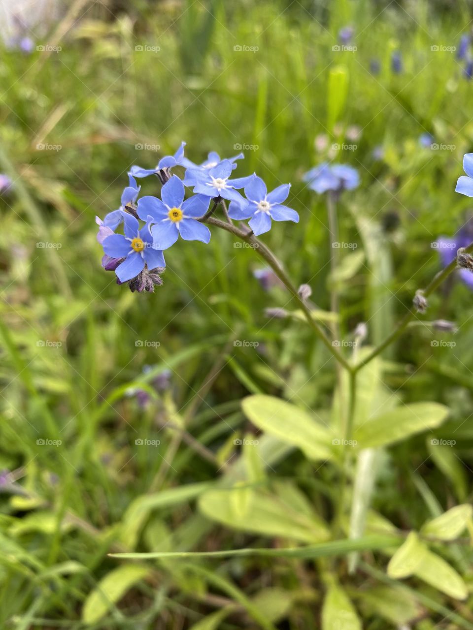 The colors of nature