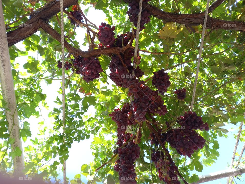 red grapes, delicious, beautiful,organic products, a blessing of summer,