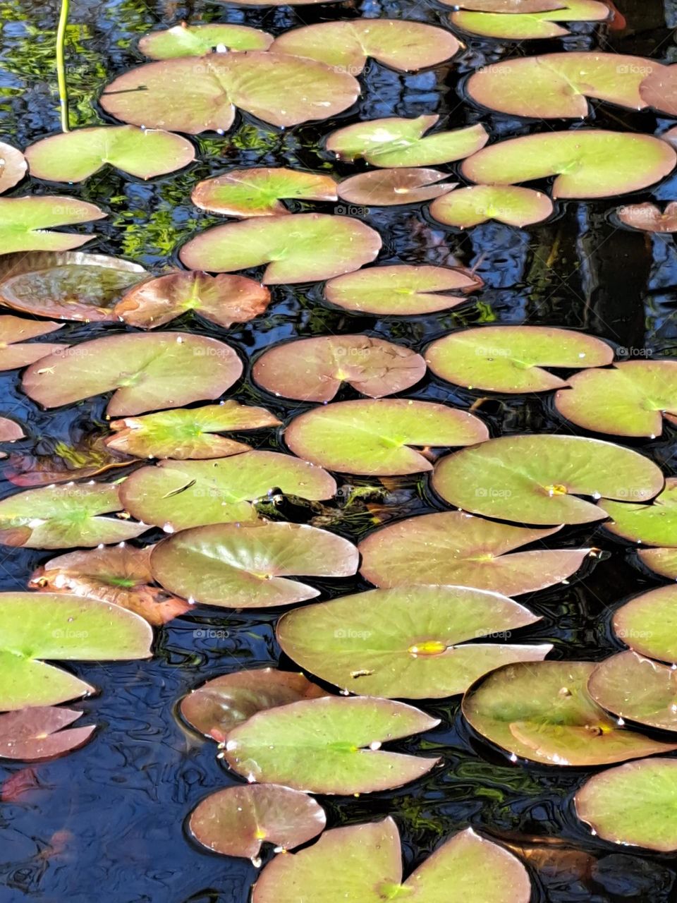 Lilly pads