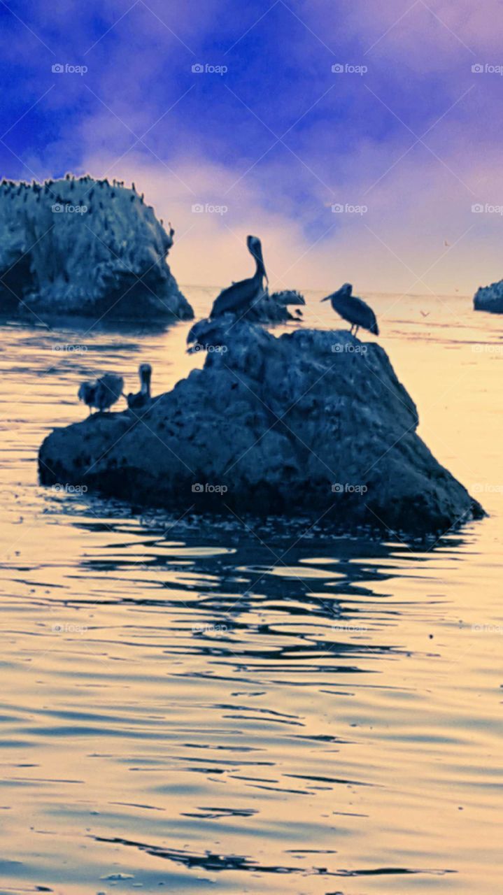 pelican rock, Pismo ca