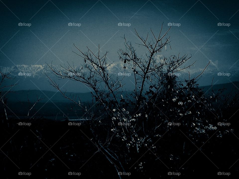 Snowy mountains and bushes