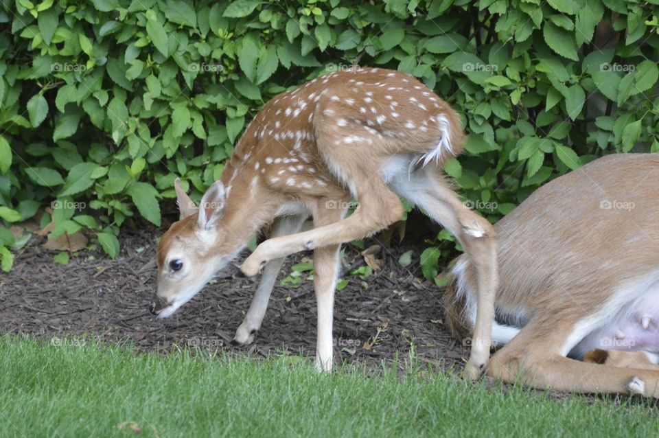 Doe and Fawn