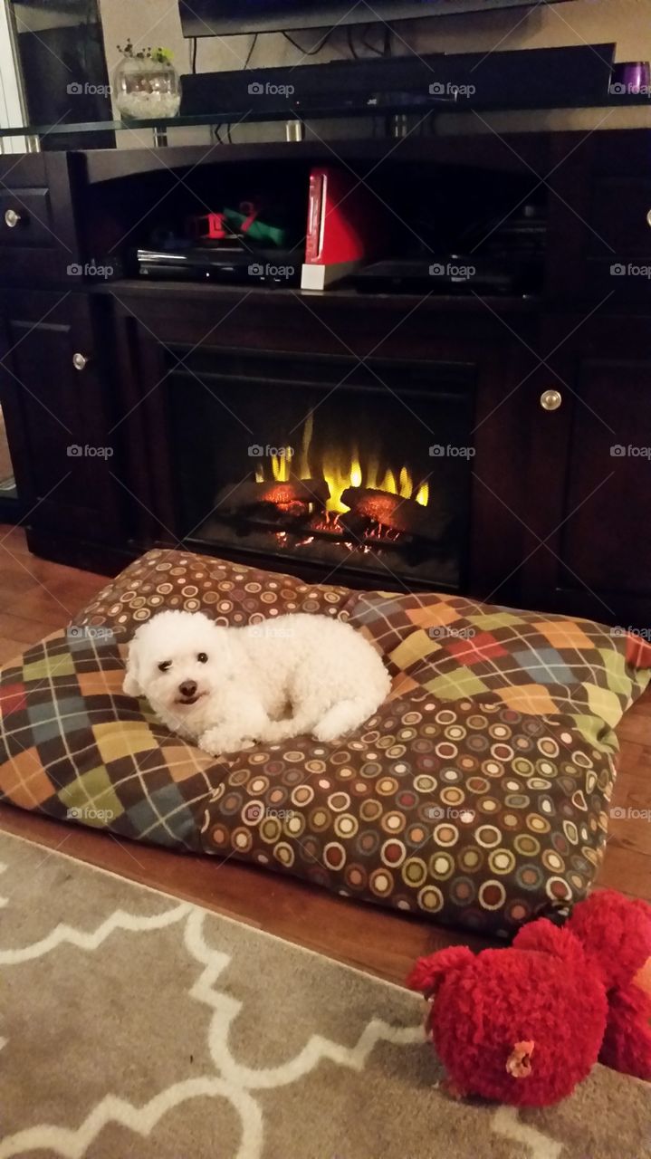 Dog and Fire