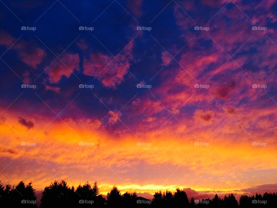 Silhouette tree during sunset