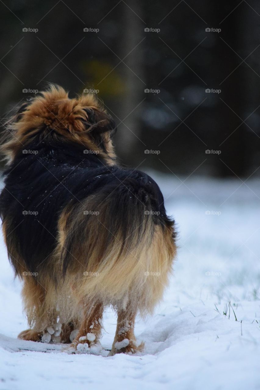 Dog walking on a snowy path