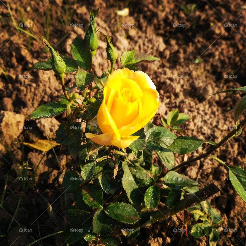 Yellow Rose