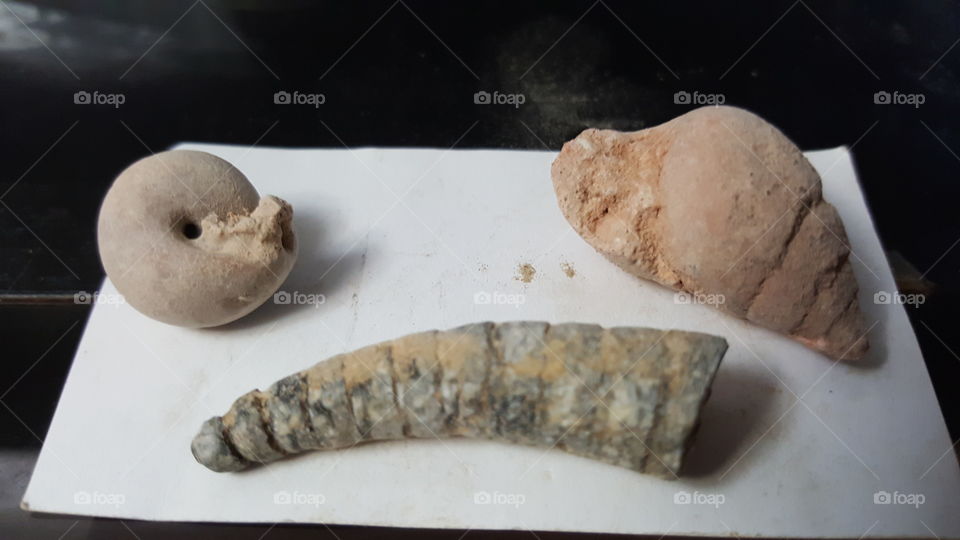 fossils