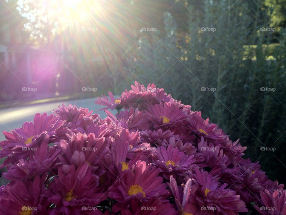 flowers pink gorgeous sunshine by thordestroyer