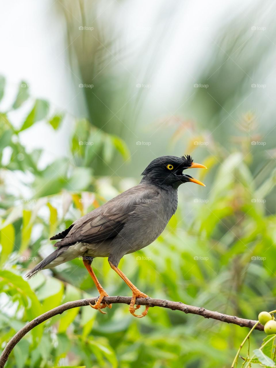 Perching Myna