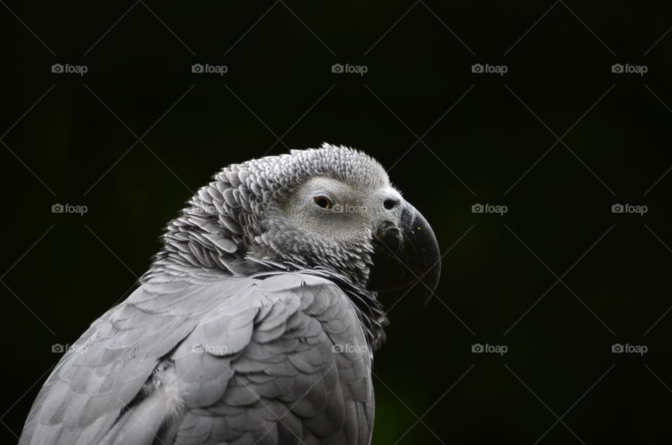 Papagei, Parrot