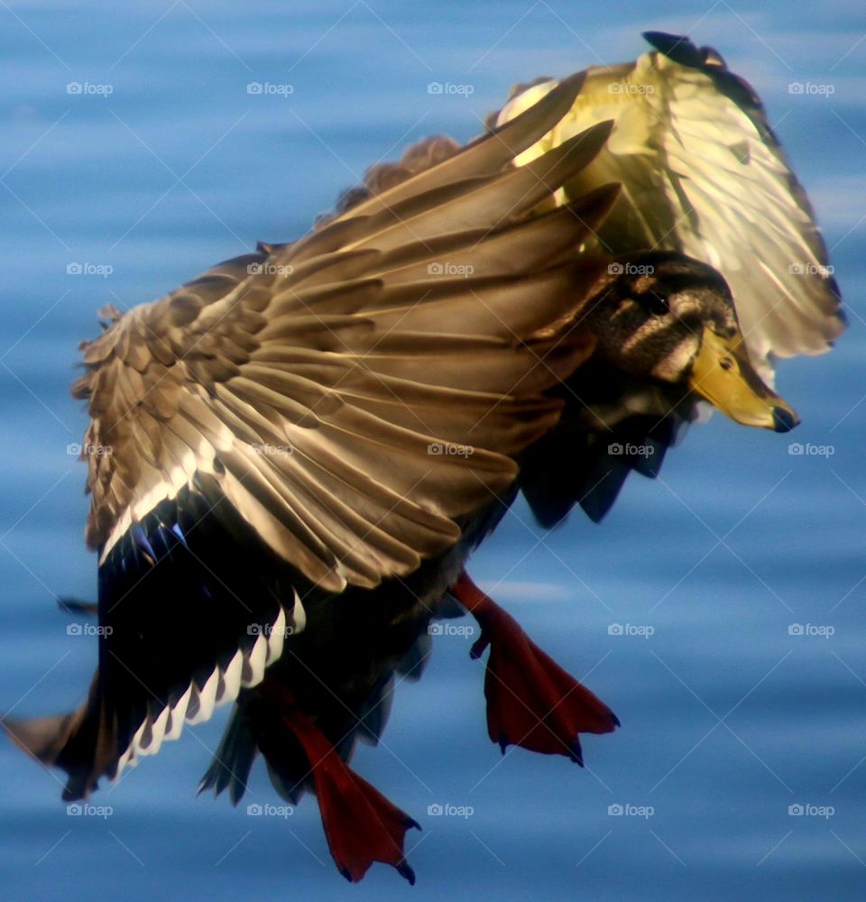 Ducks Wings in Flight