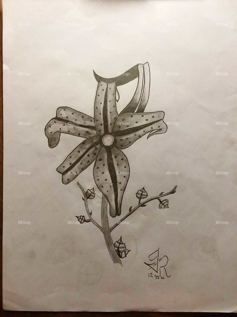 My Pencil Sketches; Flower