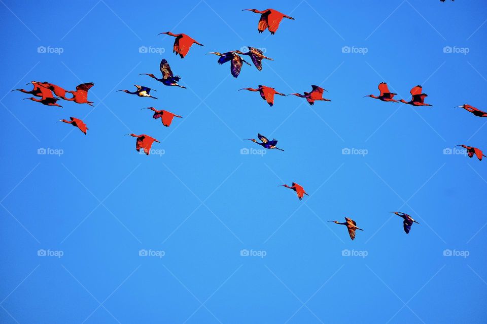 Ibis orange against blue sky