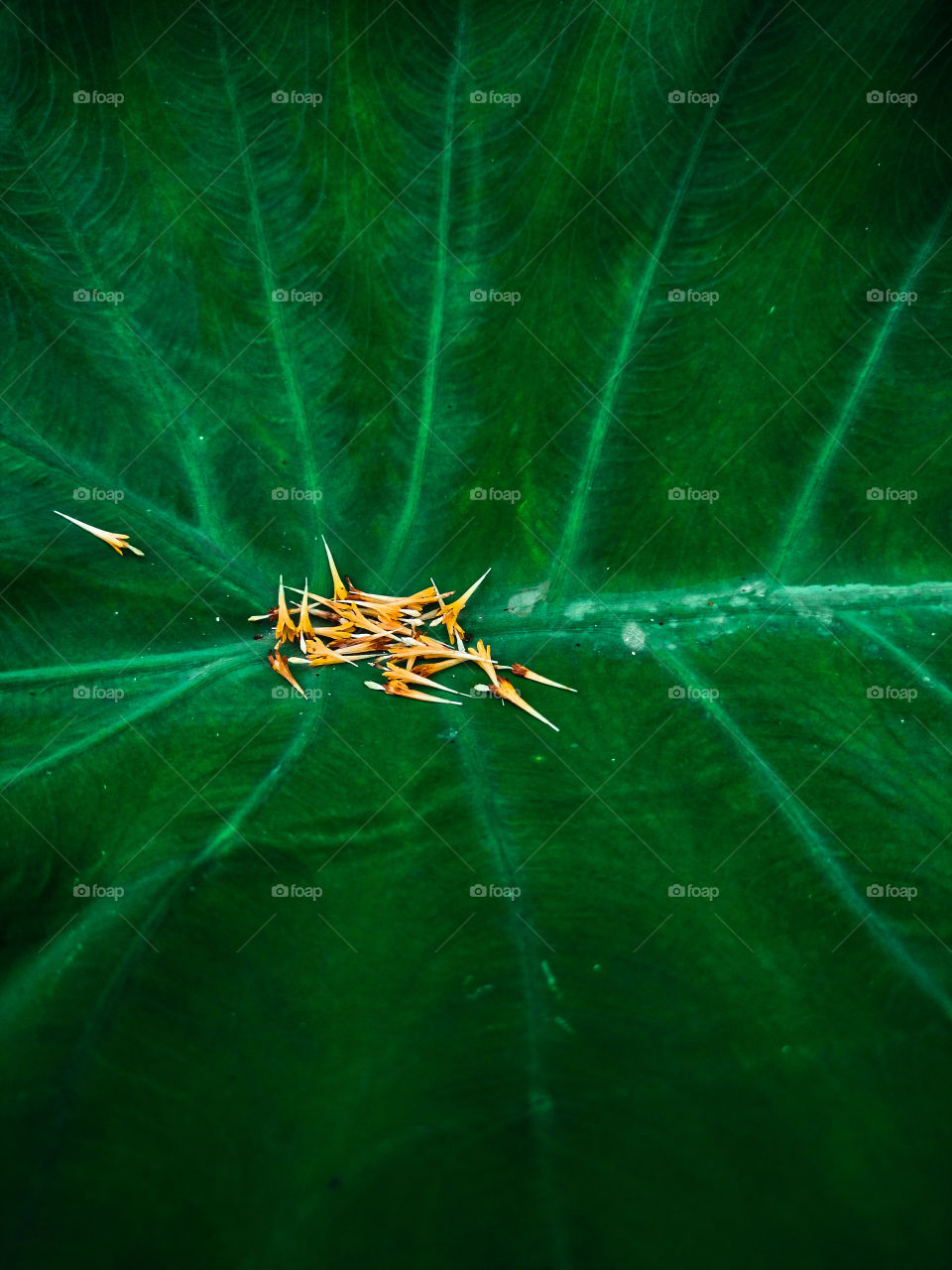 Greenery is the colour of earth. Save green save earth. Plant more and more trees.