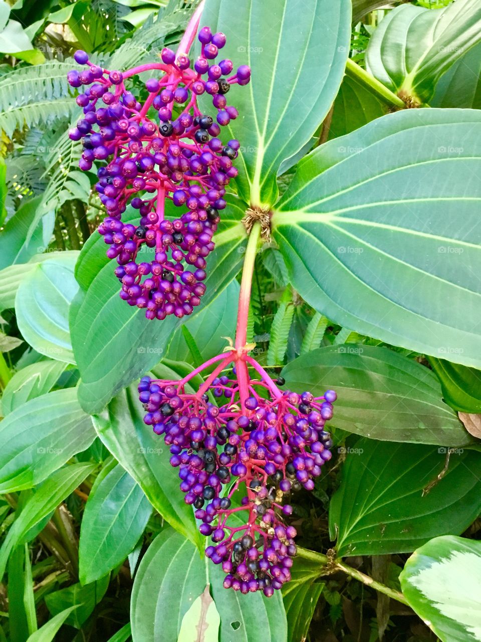 At Hawaii Tropical Botanical Garden