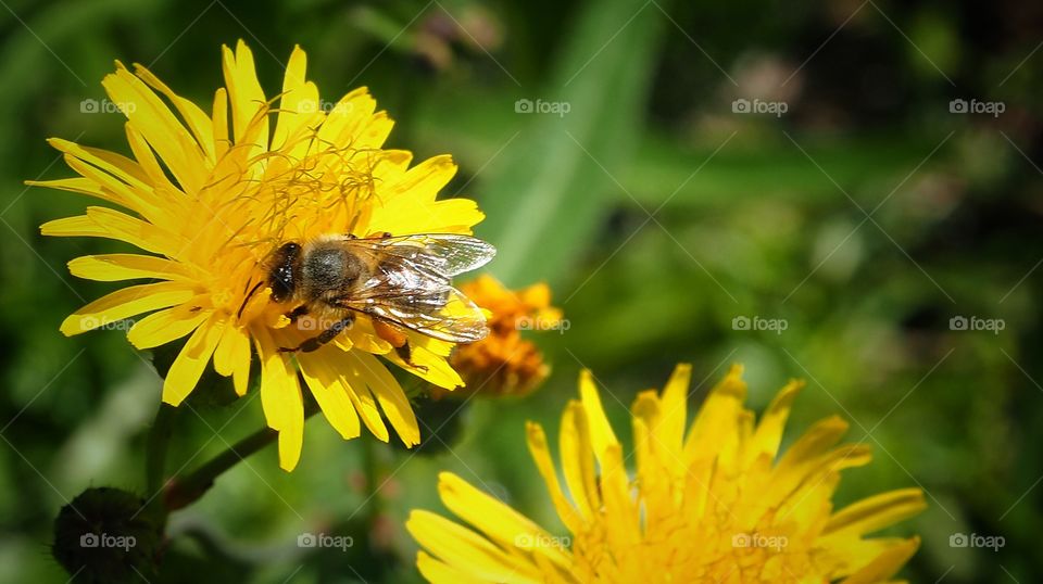 bee