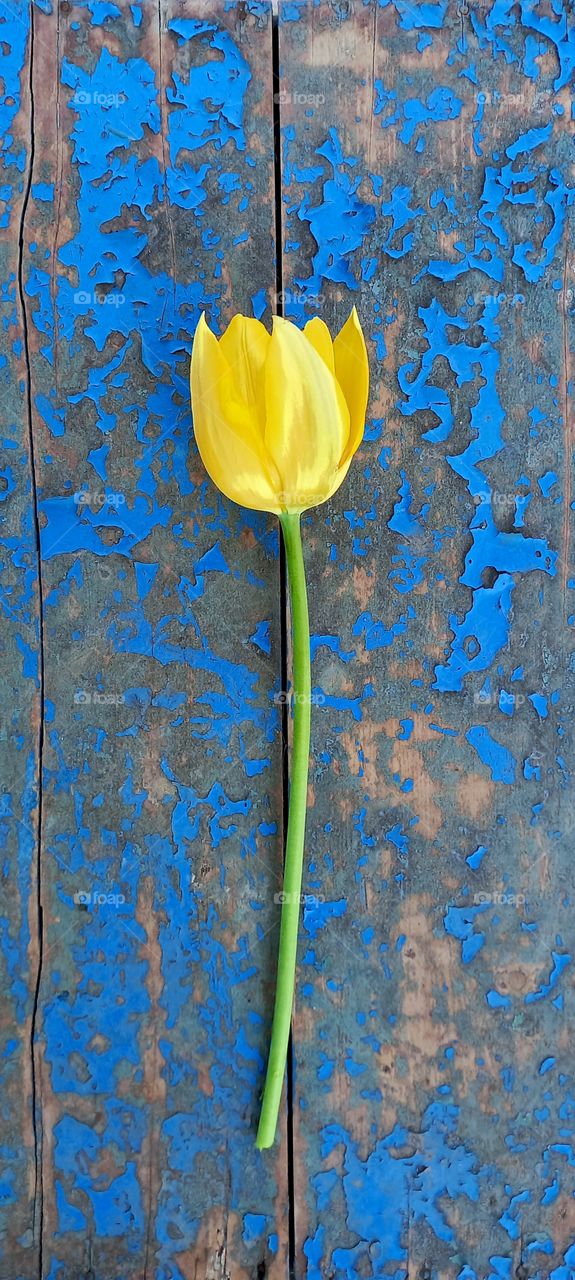 yellow tulip