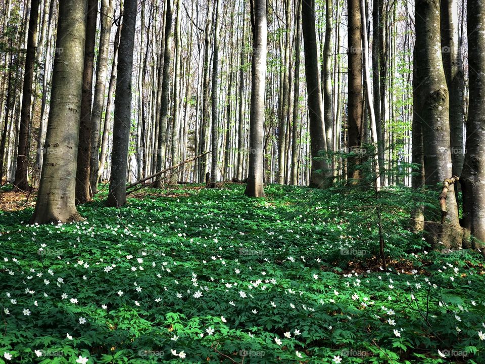 White and green 