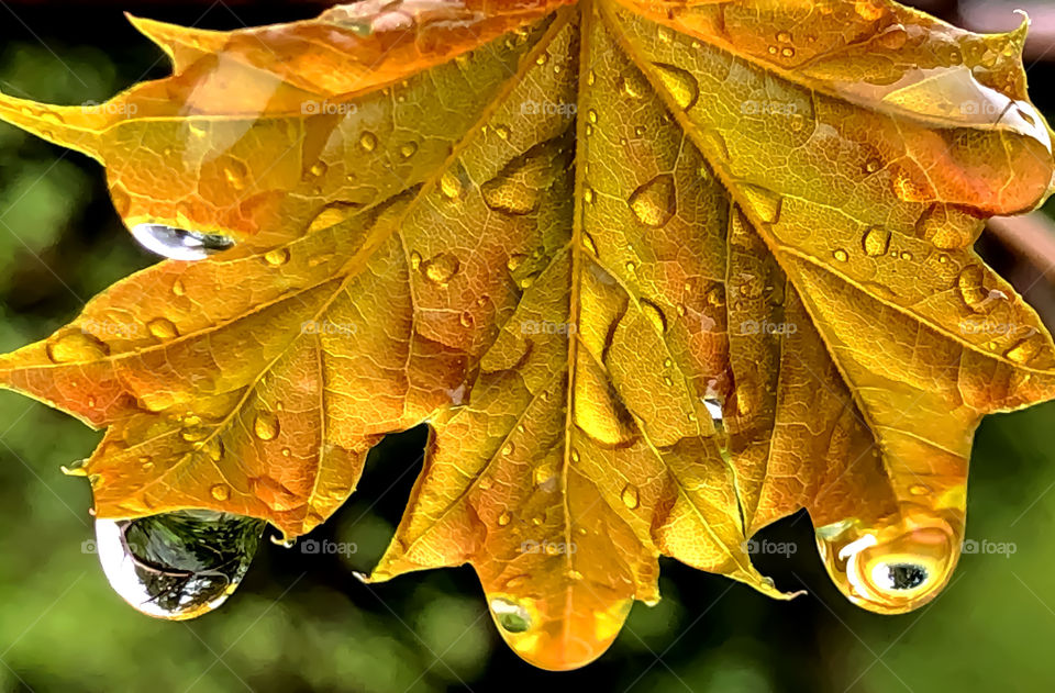 Colorful rain leaf