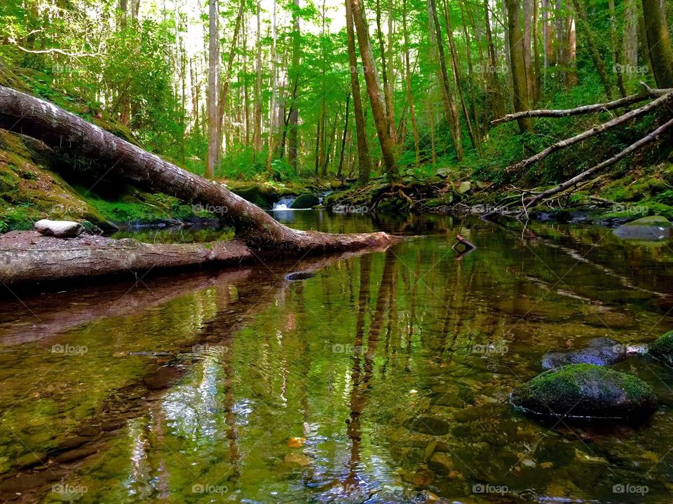 Smoky Mountain Creek. A creek back deep in the Smoky Mountains TN