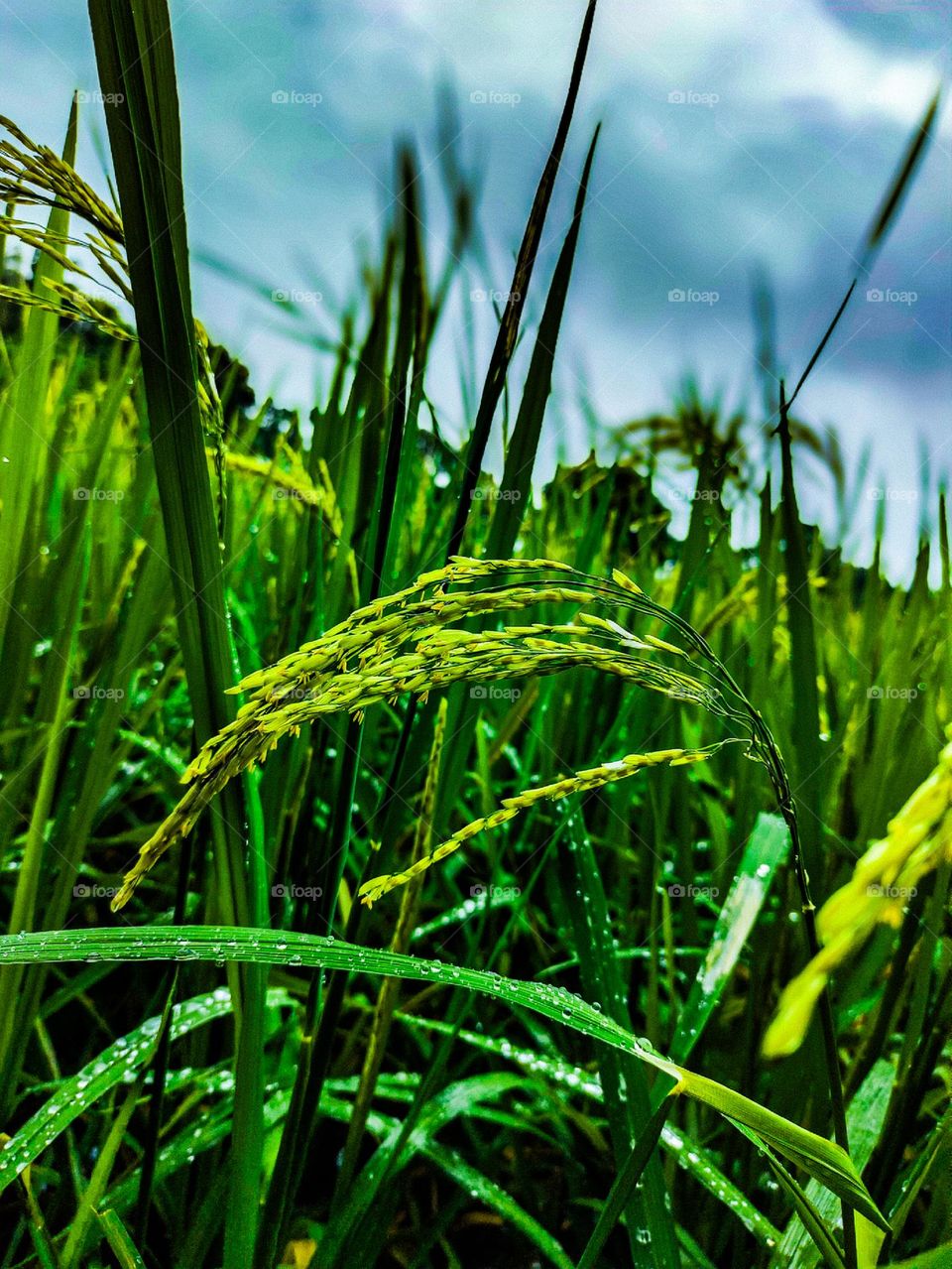 I took the picture of this rice plant in front of our village house. I was able to take a very beautiful picture of green rice and trees. Our village looks very beautiful.