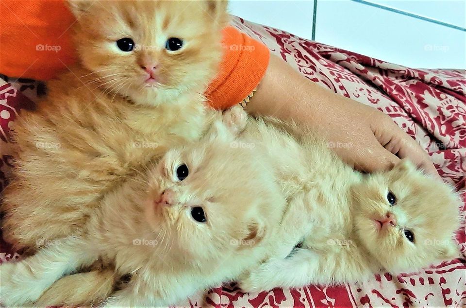 The three brothers cat, just drank milk, looking happily, dark black eyes, kitten persian breed, long fur, fur color is light brown to ahite, cute kitten, waitinr faor its food, lovely pet, pet for at home, cute cat fur