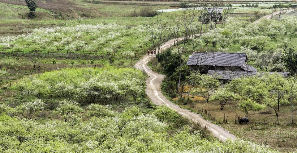 Spring in Pa Phach Valley with fully White blossom plum flowers