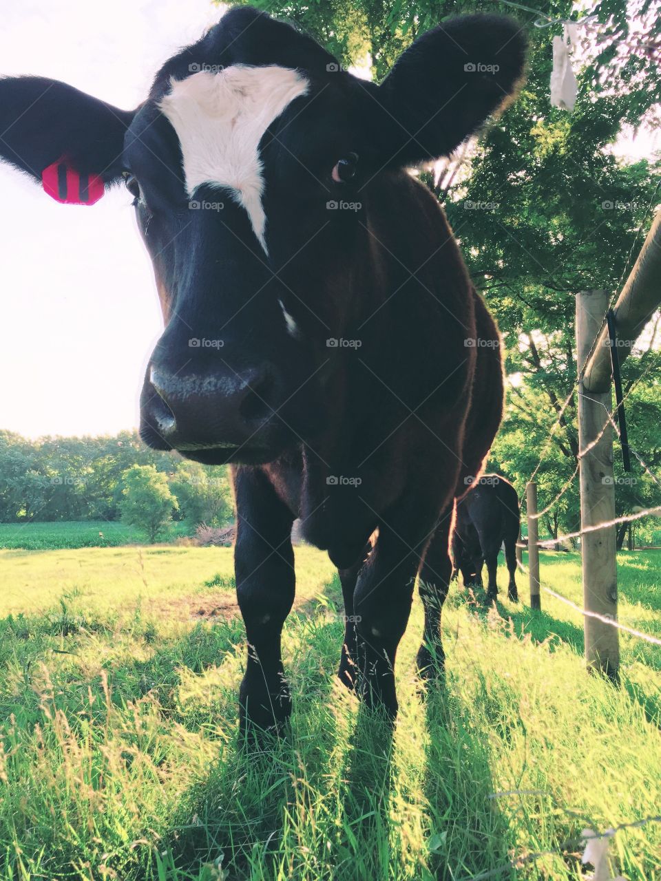 Two steers viewed from a low angle in a pasture walking along a wire fence