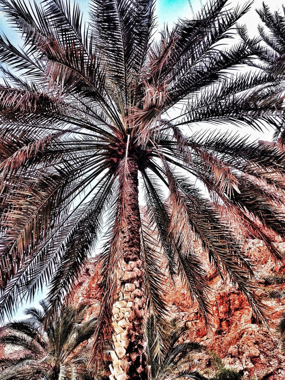 Palm tree from underneath