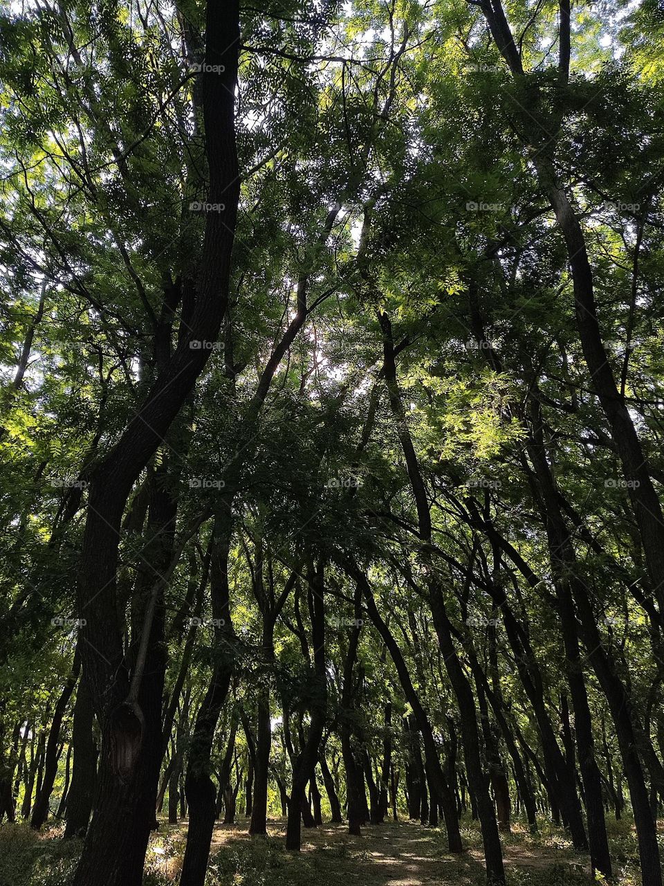 You feel the magic when you walk through the forest.  It’s very magical to watch the rays of sun play on the foliage.