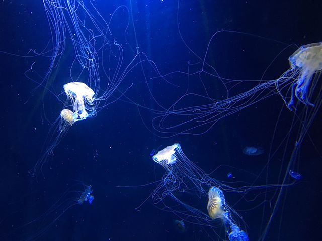 Jellyfish