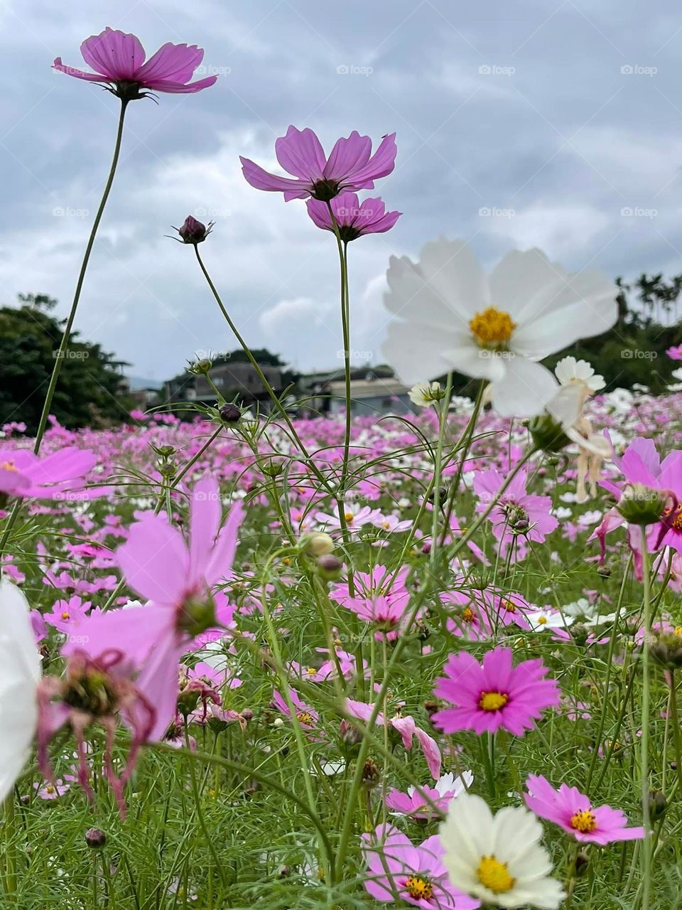 Beautiful flowers in bloom