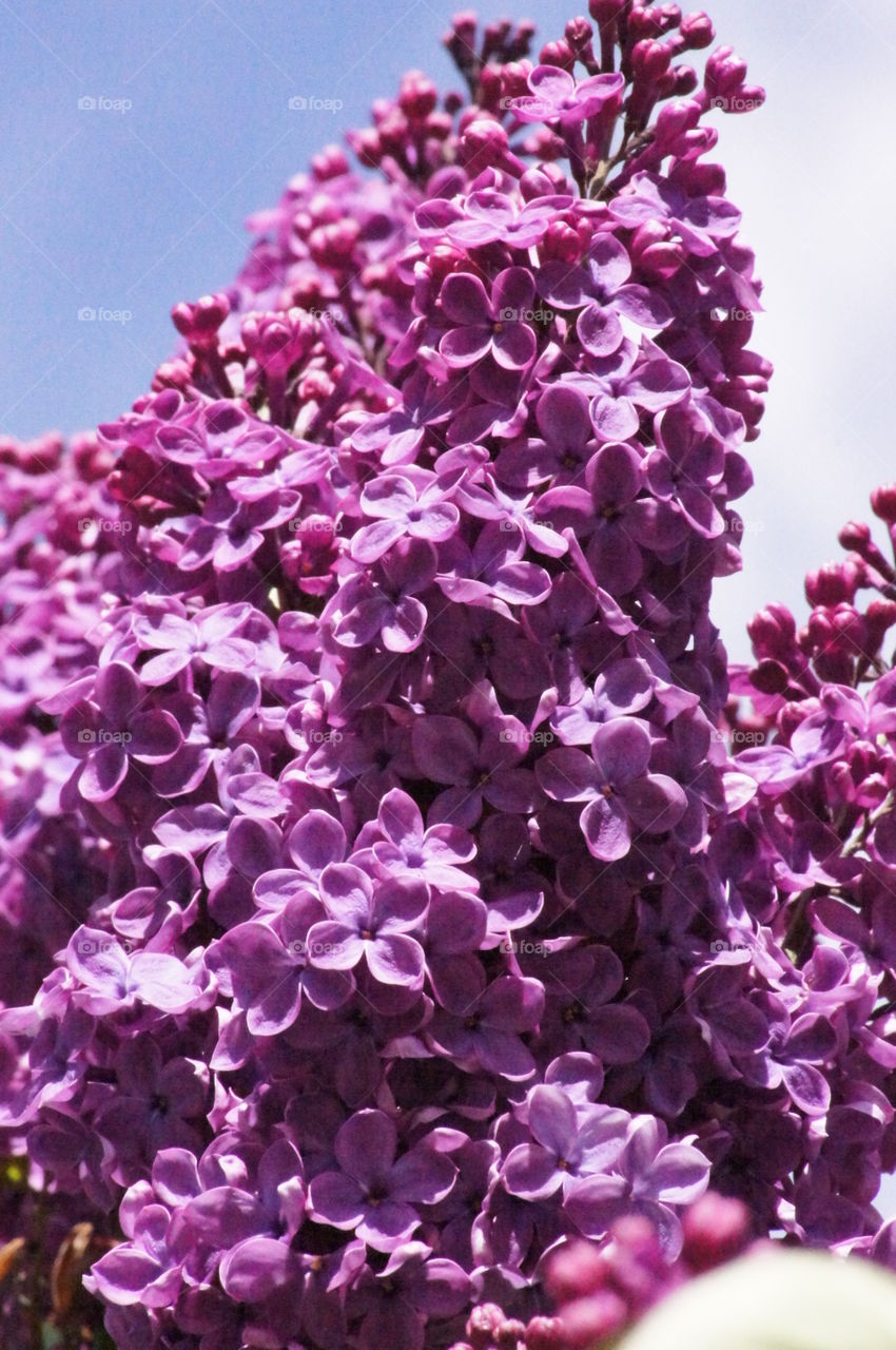 Vibrant Lilac