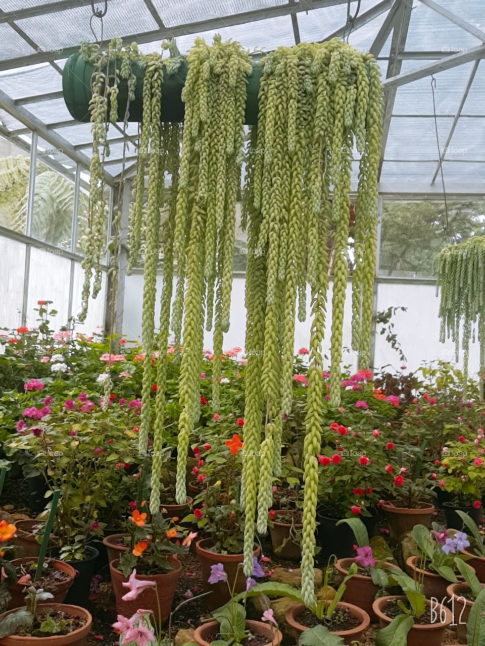 Combination of greeny leaves hanging and sorrounded with flowers in a garden. It seems like that the leaves are gathered closely and gives an attractive picture.