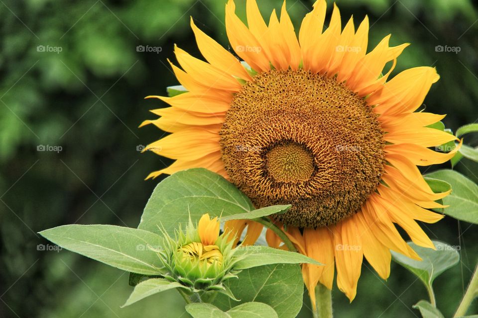 two different sunflowers.  flowers bloom in spring
