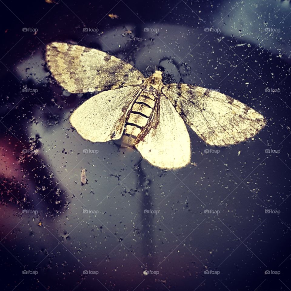 still moth