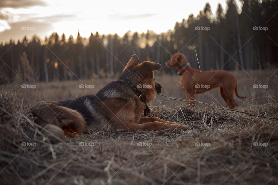 German shepherd young male dog playing with Hungarian vizsla dog outdoor at a spring evening