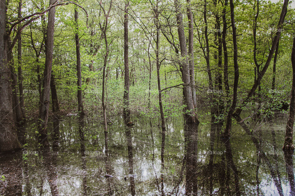 Swamp and reflection.